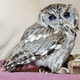 Illustration for article titled This Blind Screech Owl Has Eyes That Are Impossible To Believe